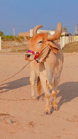 ત્રીજી ચોથી ધર્મ માકડા ભરત છે પુલ જ