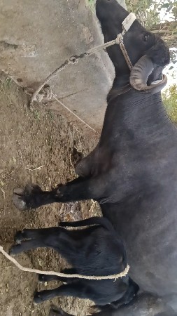 પેલું વેતર...