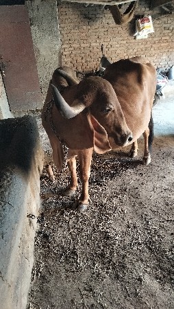 थंबनेल 3