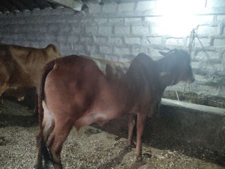 ગાય વેચવાની છે