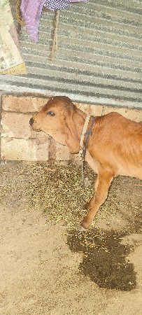 દેશી ખાતર