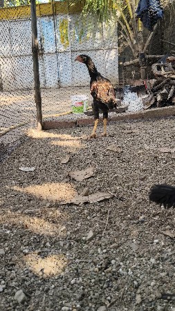 aseel murga na pathda