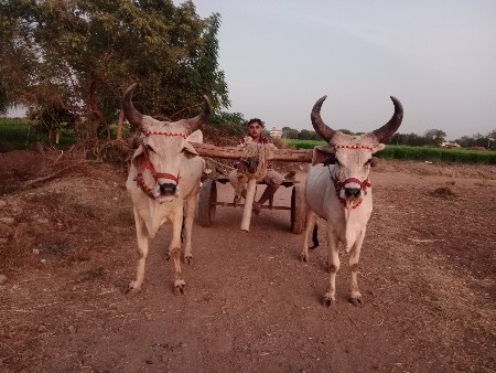 બળદ વેચવાના છે