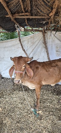 થંબનેલ 2