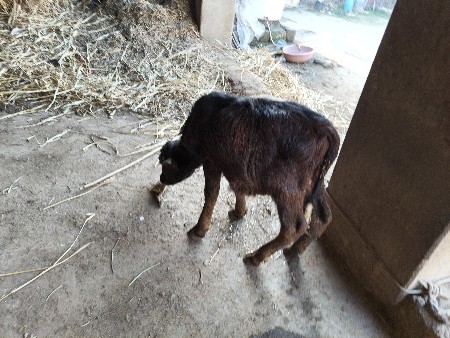 થંબનેલ 3