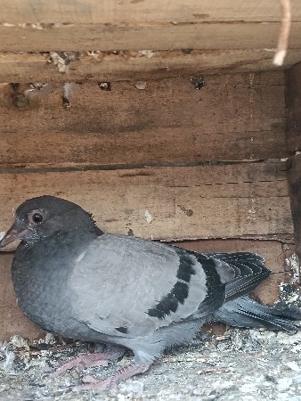 3નગ કી મત 1200