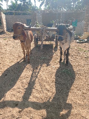 બળદ વેચવાના છે
