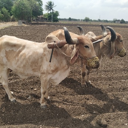 ગોધલા દેવના સે