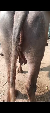 9723197610 ફોન કરો