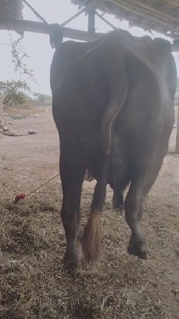 ભેંસ વેચવાની છે