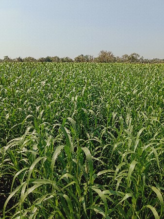 ઉભો બાજરો વેચવાનો છે