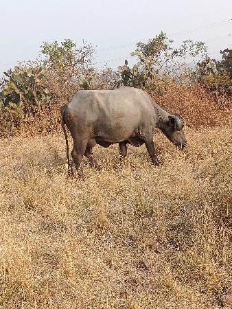 આ ભેંસ વેચવાની છે