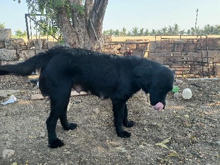 કુતરી વેચવાનું છે