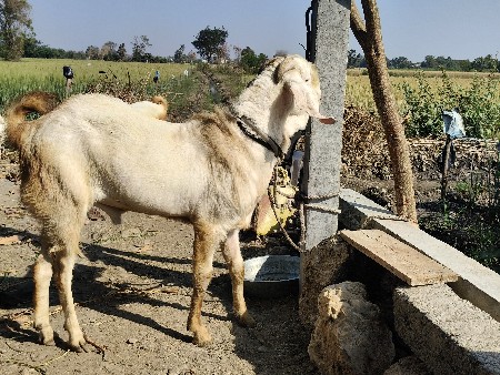 બકરો વેચવાનો છે ગુલાબી