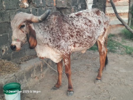 थंबनेल 2