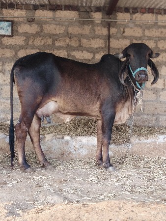 थंबनेल 3