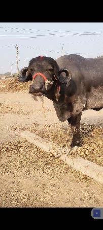 બેખડાયું વેચવાની છે