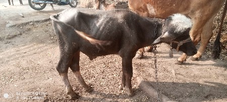 थंबनेल 2