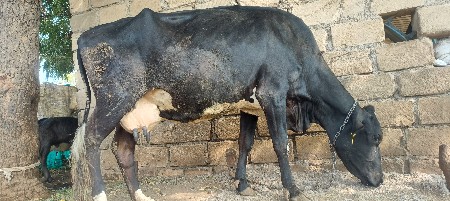 આ ગાય વેચવાની છે વેતર 3 વીયાછે