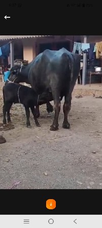 थंबनेल 3