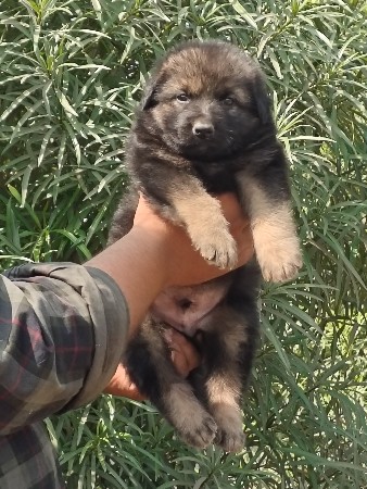 German shepherd
