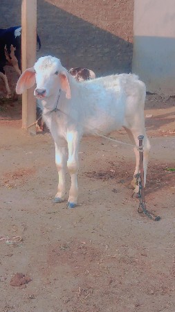 थंबनेल 2