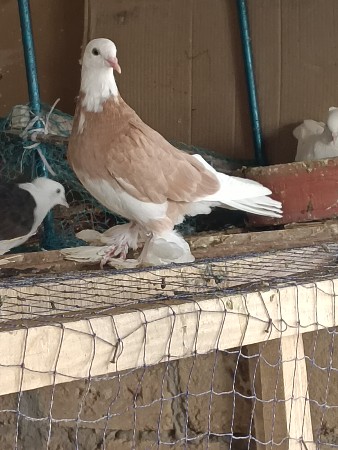 થંબનેલ 2