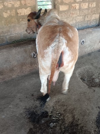 ગાય વેચવાની છે