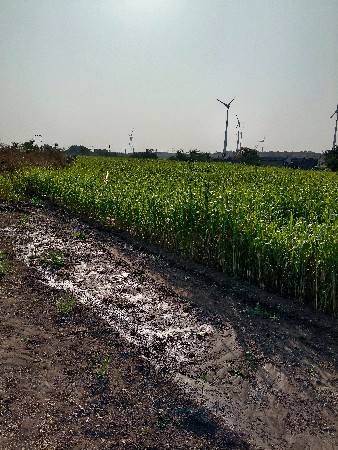 ગુધરી વેચાણ છે