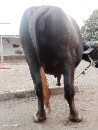 थंबनेल 3