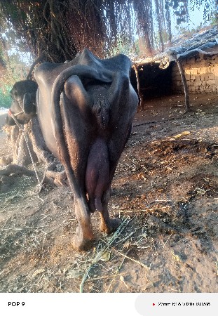 ભેંસ વેચવાની છે