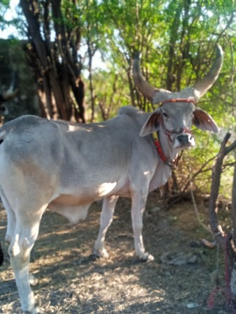 વાંસડા વેચવાના છે
