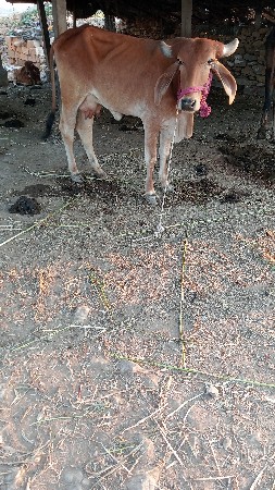 थंबनेल 3