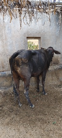 थंबनेल 3