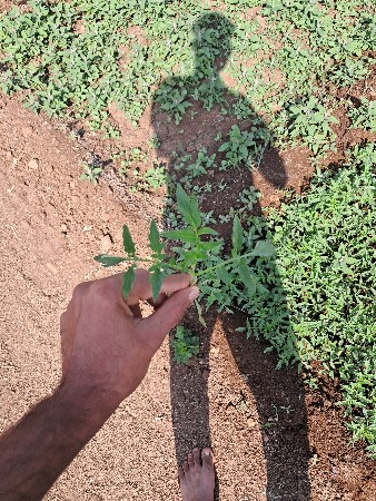 ટમેટી નો હાઈબ્રીડ રૉપ