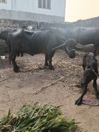 थंबनेल 2