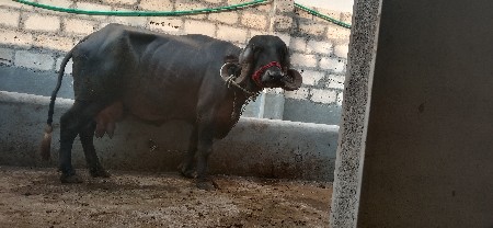 थंबनेल 2