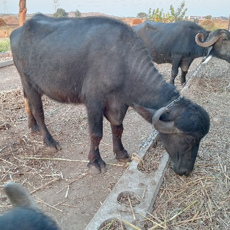 ખડેલી વેચવાની છે