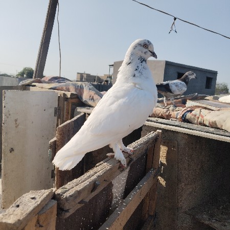 કબૂતર વેચવાના છે