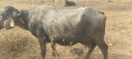 थंबनेल 2