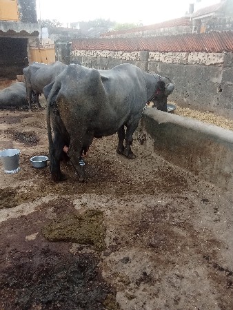 ભેંસ વેચવાની છે