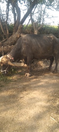 ભેંસ વેચવાની છે