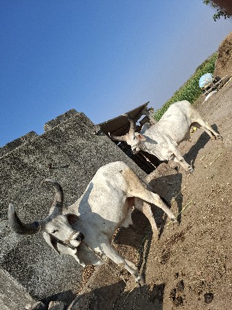 આ બળદ વેચવાના છે
