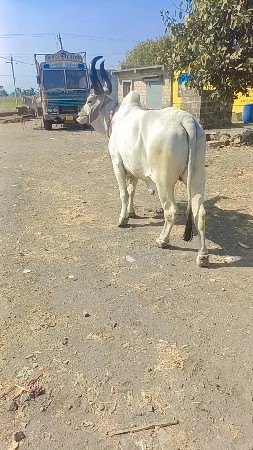 थंबनेल 3