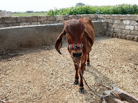 થંબનેલ 2