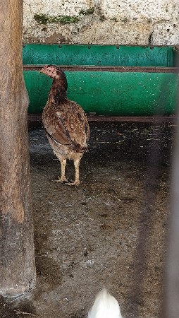 અસીલ મરઘી વેચવાની છે