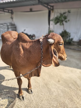 थंबनेल 2