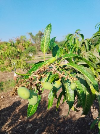 थंबनेल 3