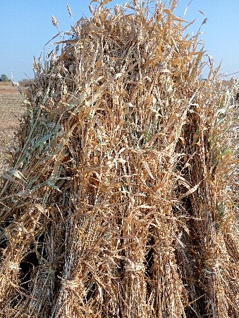 ગુદરી વેચવાની છે. ૯  દાt  વાવેલ છે.