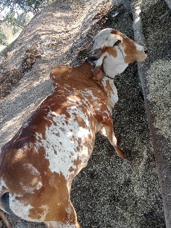 વેચવાની છે ગાય 2